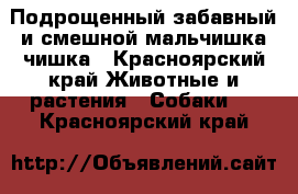 Подрощенный,забавный и смешной мальчишка-чишка - Красноярский край Животные и растения » Собаки   . Красноярский край